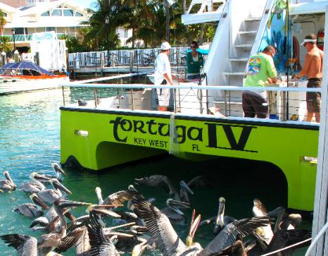 Brown pelicans waiting for scraps from the fish cleaning process