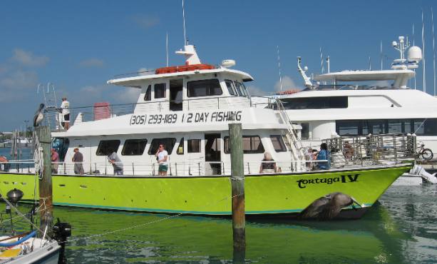 Tortuga IV returning from a 1/2 day fishing trip