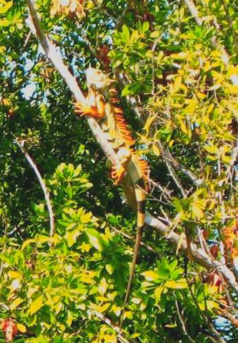 Large male iguana