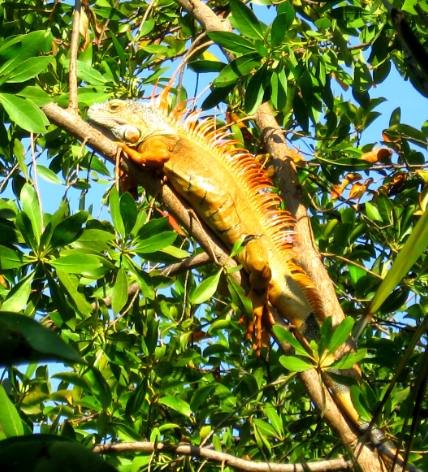 Large male iguana high in some trees in Key West