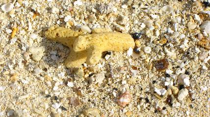 Coral washed up on Garden Key Beach in the Dry Tortugas