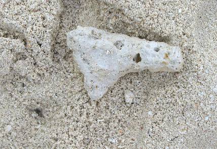 Coral washed up on Garden Key Beach in the Dry Tortugas