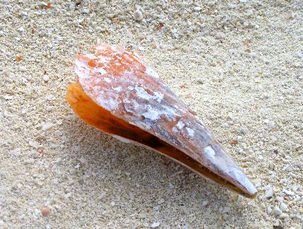 Pin shell on Garden Key Beach in the Dry Tortgugas at Fort Jefferson