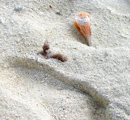 Pin shell and part of an old sponge on the beach at Fort Jefferson