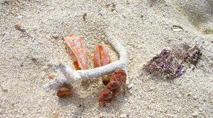 Coral, sponge, pin shell palm seed and other items on Garden Key Beach at Fort Jefferson in the Dry Tortugas
