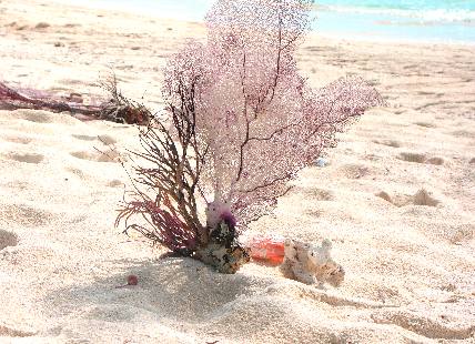 Sea fan washed up on Garden Key Beach in the Dry Tortugas