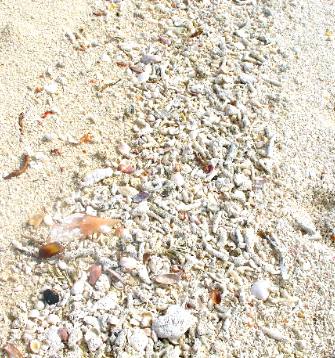 Shell and coral littered beach on Garden Key at Fort Jefferson in the Dry Tortugas