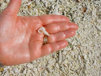 Small shells found while beachcombing on Garden Key in the Dry Tortugas