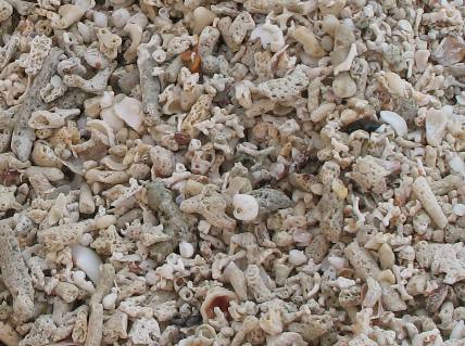 Shells and coral pieces washed up on Garden Key Beach in the Dry Tortugas