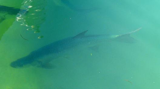 Tarpon hanging out along Harbor Walk in Key West Bight Marina