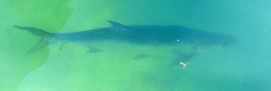 Tarpon, like this big one, cruise Key West Bight Marina