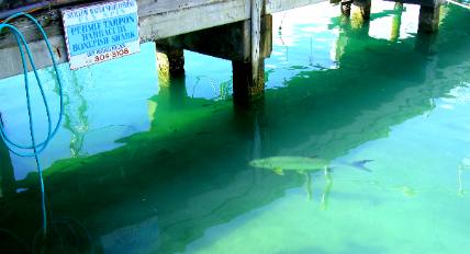 Tarpon swimming by our position on Harbor Walk docks
