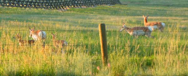 Antelope across highway from AB Campground in Cheyenne, Wyoming