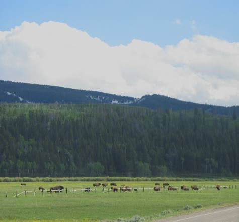 Buffalo herd in Grand Teton National Park a few miles east of Moran Junction 