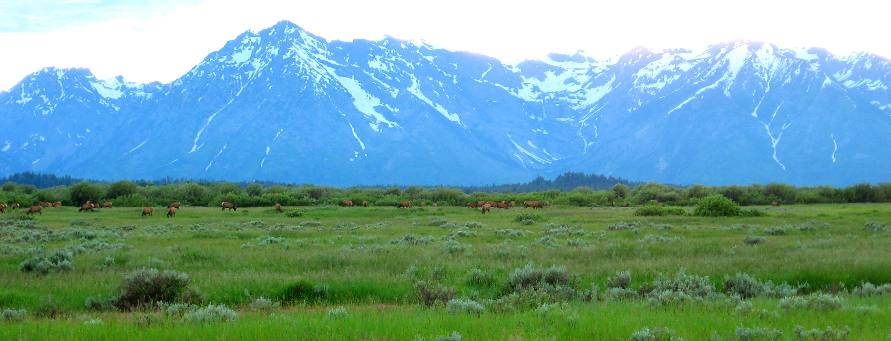 Teton Range and elk herd on Willow Flats in Grand Teton National Park