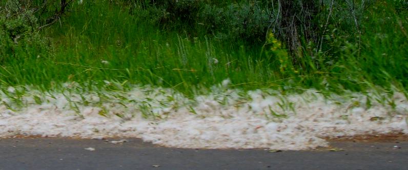 Cotton off the cottonwood trees in Gros Ventre Campground looks like snow 