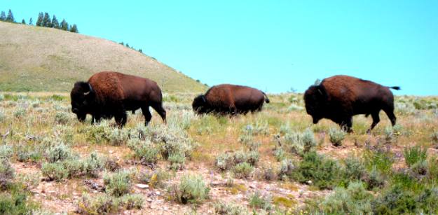 Buffalo grazing near the Gros Ventre Campground west of Kelly, Wyoming