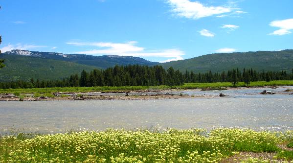 Snake River flowing past a National Forest Campsite on Grassy Lake Road west of Flag Ranch