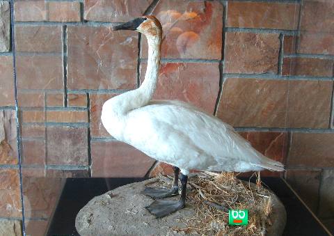 Trumpeter Swan on display in upper lobby of Grand Teton National Park