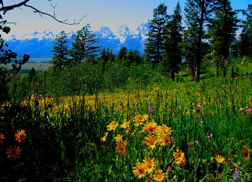 Mule  Ears on mountain east of Antelope Flats with Teton Range in the distance