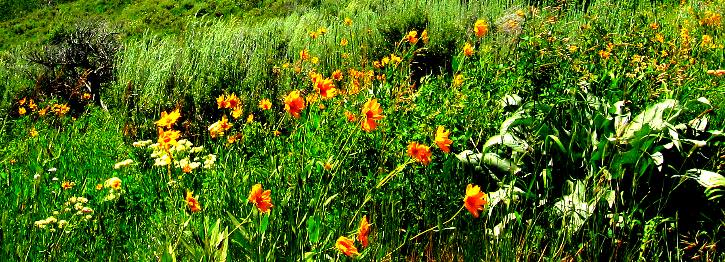 Flowers along Granite Creek Road deep in the Gros Ventre Wilderness southeast of Hoback Junction