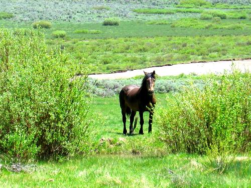 Free Range horse roaming on what is probably the Goose Wing Ranch deep in the Gros Ventre Wilderness along the Gros Ventre River