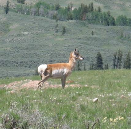 Pronghorn Antelope high in the Gros Ventre Wilderness east of Jackson, Wyoming on Gros Ventre Road