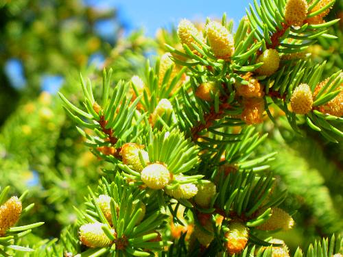 Cones on spruce tree in campground along Gros Ventre Road deep in the Gros Ventre Wilderness east of Kelly, Wyoming