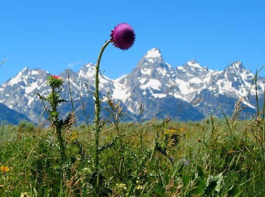 Thistle bloom on Antelope Flats with Grand Teton Mountain as the backdrop 