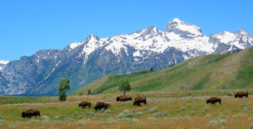 Buffalo herd feeding near Gros Ventre Campground with Grand Teton Mountain as the backdrop