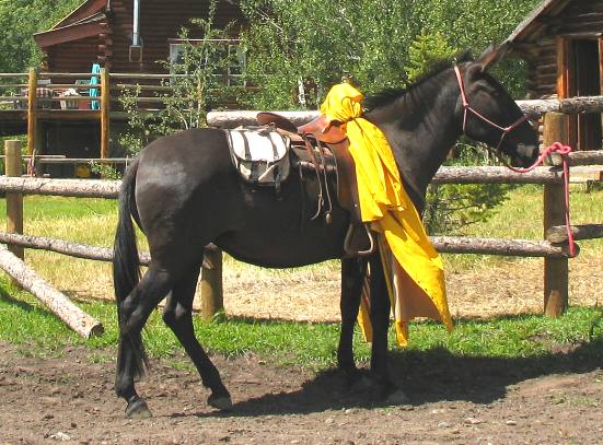 Pack mule getting used to the blowing yellow tarp at Heart 6 Guest Ranch on Buffalo Valley Road