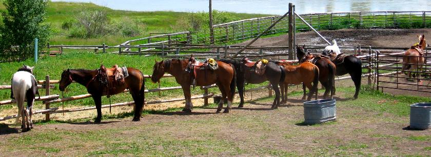 Horses waiting their turn at Heart 6 Guest Ranch training corral