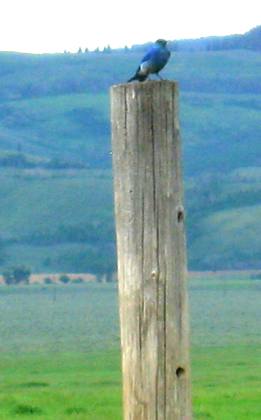 Bluebird on fence post along Mormon Row in Grand Teton National Park