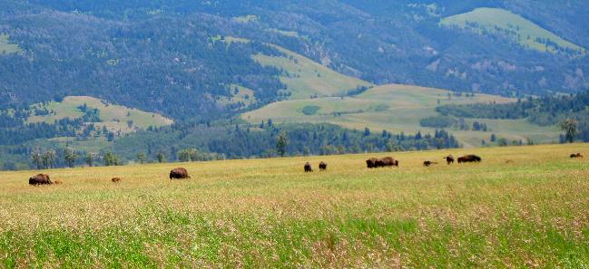 Buffalo grazing along Mormon Row in Antelope Flats Grand Teton National Park 