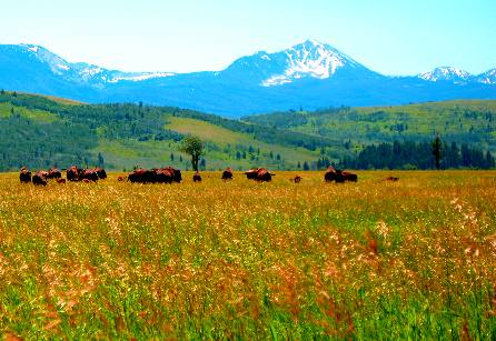 Buffalo grazing along Mormon Row in Antelope Flats Grand Teton National Park with mountains in the Gros Ventre Wilderness visible in the distance