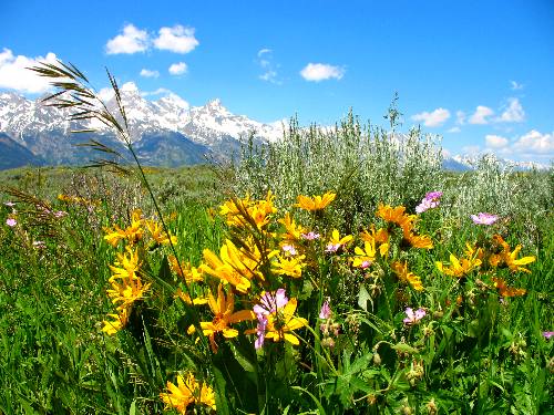 Mule Ears  blooming on Antelope Flats with the Teton Range in the background