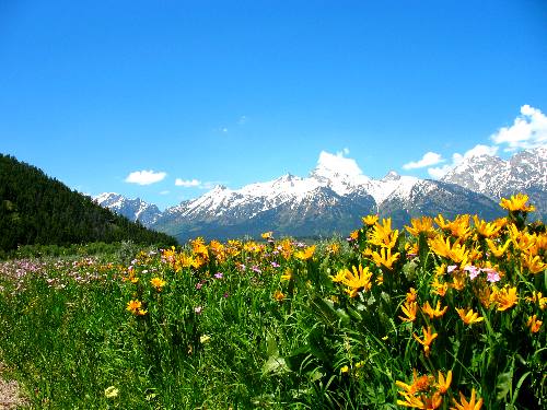 Mule Ears blooming on Antelope Flats with the Teton Range in the background