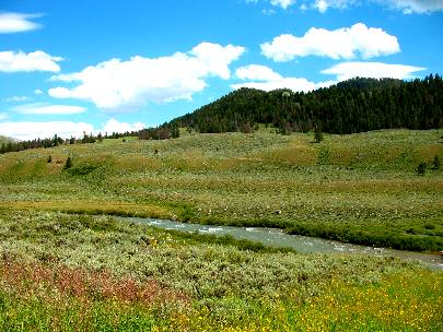 Granite Creek flowing through a field of wildflowers in the Gros Ventre Wilderness southeast of Hoback Junction