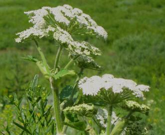 Common Cowparsnip along Granite Creek Road in the Gros Ventre Wilderness southeast of Hoback Junction