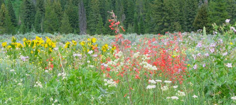 Wildflowers on display along Granite Creek Road deep in the Gros Ventre Wilderness southeast of Hoback Junction