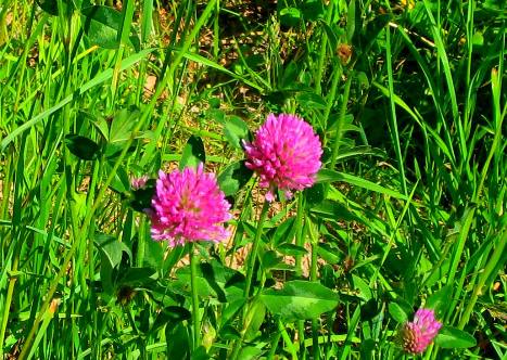 Wildflowers along Granite Creek Road in the Gros Ventre Wilderness southeast of Hoback Junction