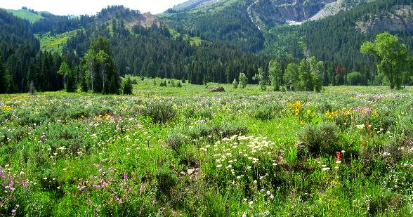 Field of wildflowers along Granite Creek Road in the Gros Ventre Wilderness southeast of Hoback Junction