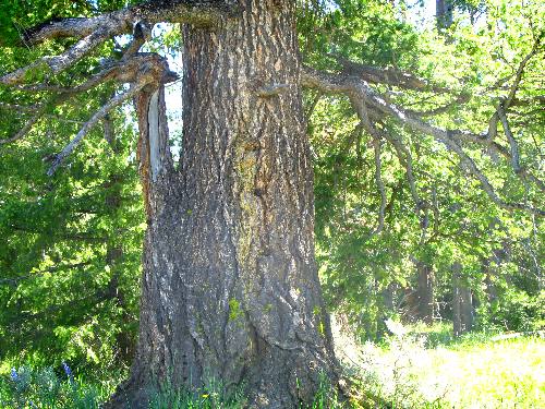 Huge evergreen tree on Jenny Lake loop road in Grand Teton National Park