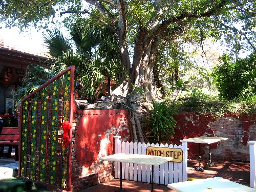 Large strangler fig tree growing on top of this masonery structure on the perimeter of Mallory Square in Key West