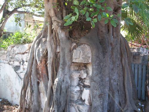 Strangler fig roots actually enveloping a masonery structure in Mallory Square 