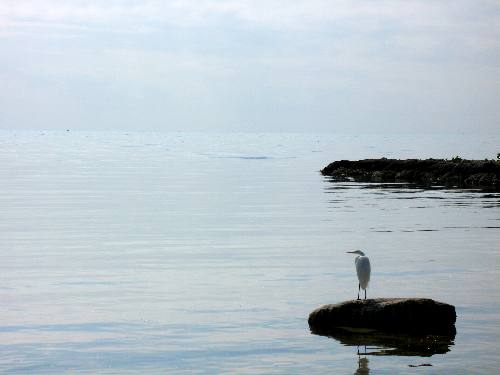 Great egret waiting for lunch to appear off Smathers Beach in Key West
