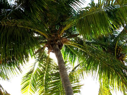 Coconut Palm on Smathers Beach in Key West