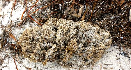 Sponge washed up on Smathers Beach in Key West