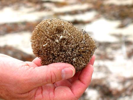 Mike holding a sponge that washed up on Smathers Beach in Key West