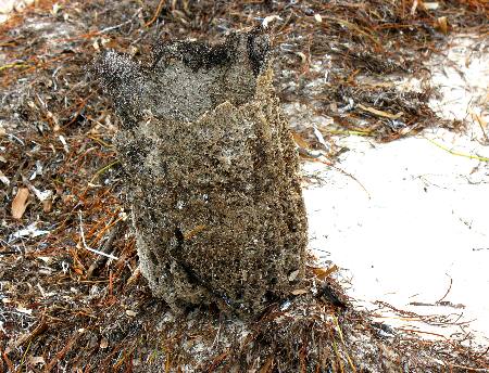 Another vase sponge washed up on Smathers Beach in Key West